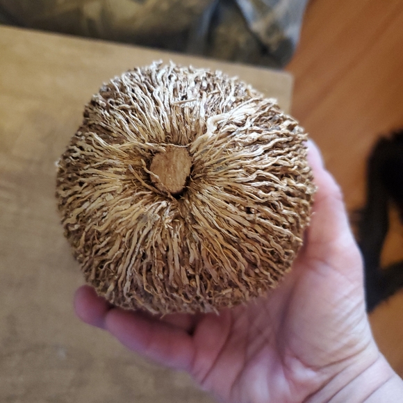 APPLE MADE OF WOOD. UNUSUAL. 5" X 5" - Picture 3 of 3